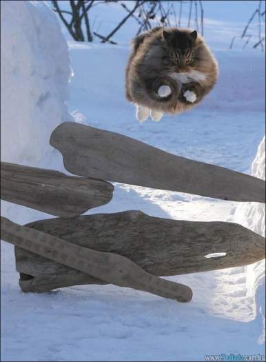 22 gatos fazendo coisas diferentes e estranhas 11
