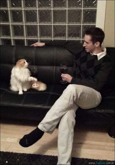 22 gatos fazendo coisas diferentes e estranhas 12