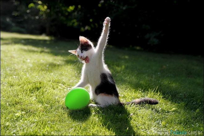 22 gatos fazendo coisas diferentes e estranhas 13