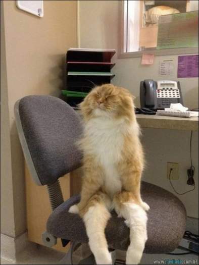 22 gatos fazendo coisas diferentes e estranhas 14