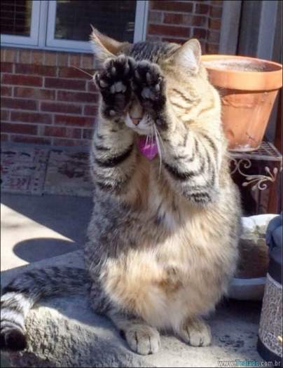 22 gatos fazendo coisas diferentes e estranhas 16