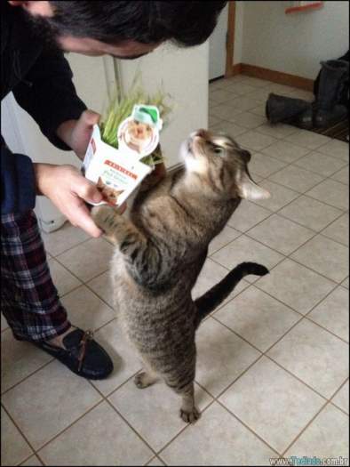 22 gatos fazendo coisas diferentes e estranhas 18