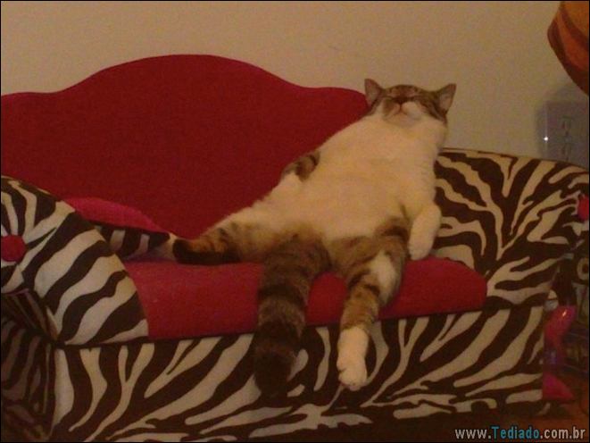 22 gatos fazendo coisas diferentes e estranhas 19