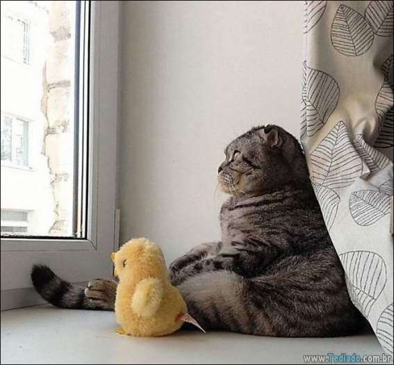 22 gatos fazendo coisas diferentes e estranhas 21