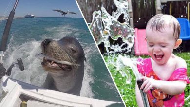 Quando o momento perfeito é pego na câmera (40 fotos) 35