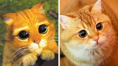 14 animais que são cópias exatas dos nossos personagens animados favoritos 12