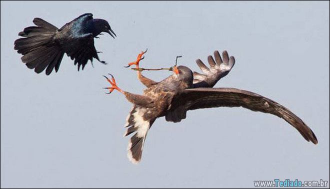 Quando o momento perfeito é pego na câmera (40 fotos) 4