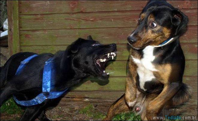 Quando o momento perfeito é pego na câmera (40 fotos) 13