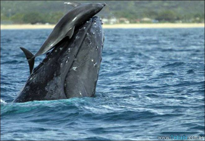 Quando o momento perfeito é pego na câmera (40 fotos) 17