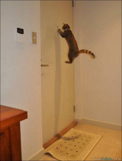 Quando o momento perfeito é pego na câmera (40 fotos) 18