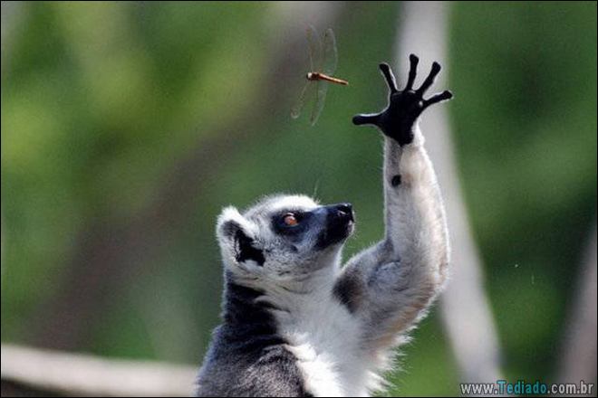 Quando o momento perfeito é pego na câmera (40 fotos) 22