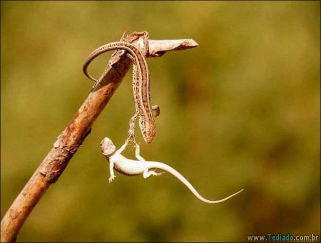 Quando o momento perfeito é pego na câmera (40 fotos) 24