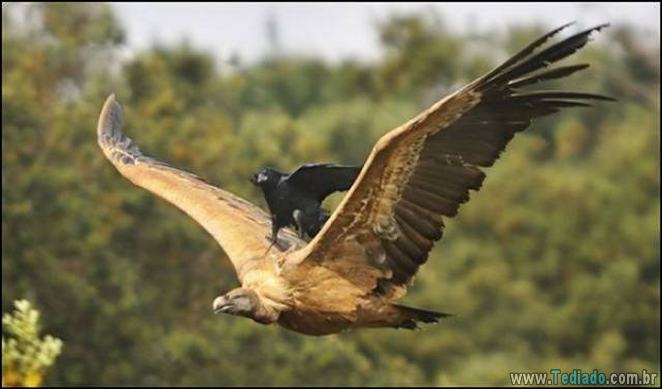 A preguiça faz o mundo girar (35 fotos) 16