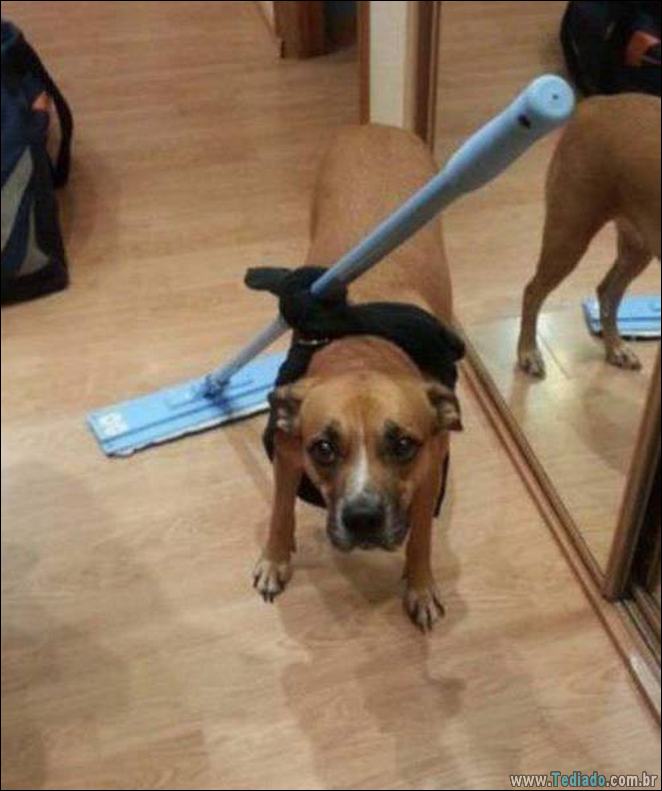 A preguiça faz o mundo girar (35 fotos) 31