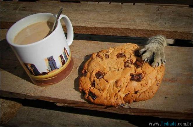 29 animais de estimação que foram pego no ato, mas eles não lamentam nada 2