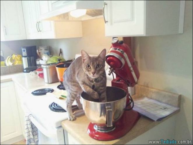 29 animais de estimação que foram pego no ato, mas eles não lamentam nada 10