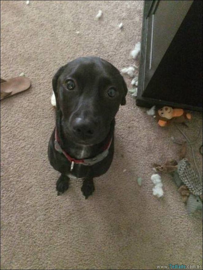 29 animais de estimação que foram pego no ato, mas eles não lamentam nada 12