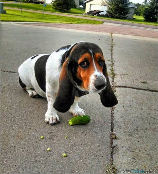 29 animais de estimação que foram pego no ato, mas eles não lamentam nada 14