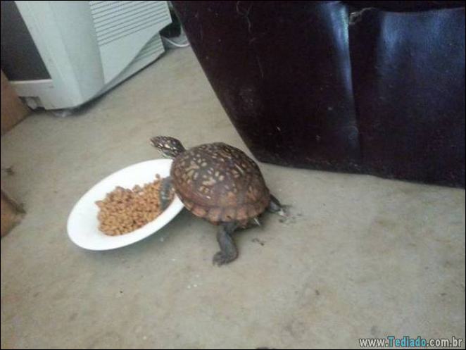 29 animais de estimação que foram pego no ato, mas eles não lamentam nada 16