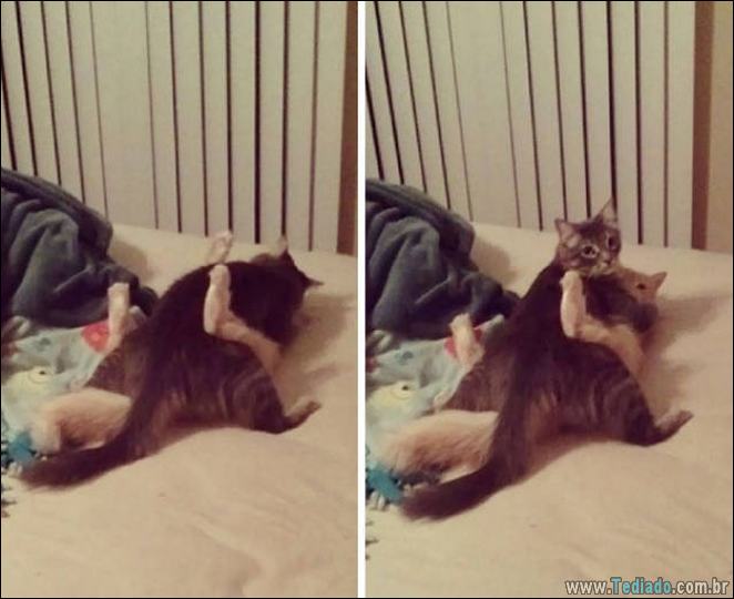 29 animais de estimação que foram pego no ato, mas eles não lamentam nada 17