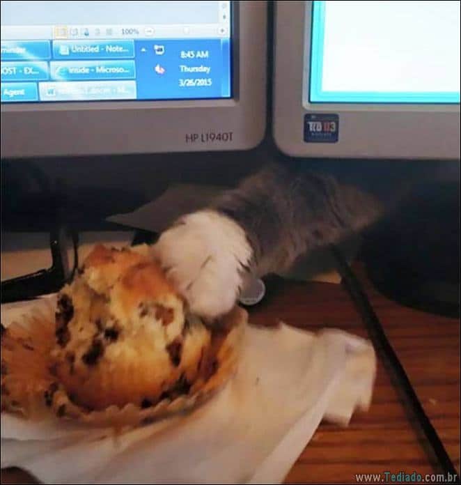 29 animais de estimação que foram pego no ato, mas eles não lamentam nada 20