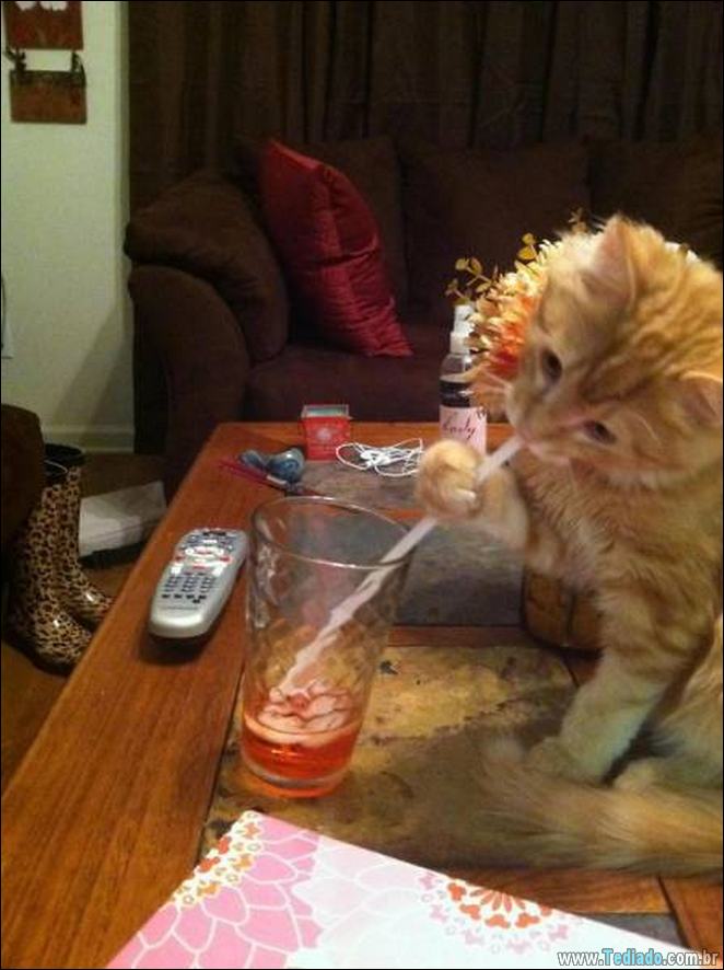 29 animais de estimação que foram pego no ato, mas eles não lamentam nada 21