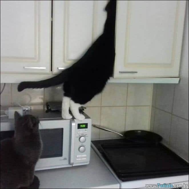 29 animais de estimação que foram pego no ato, mas eles não lamentam nada 23