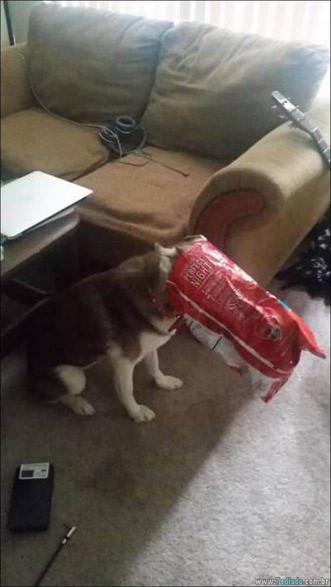 29 animais de estimação que foram pego no ato, mas eles não lamentam nada 25