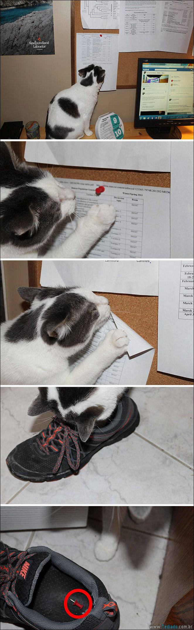 29 animais de estimação que foram pego no ato, mas eles não lamentam nada 27