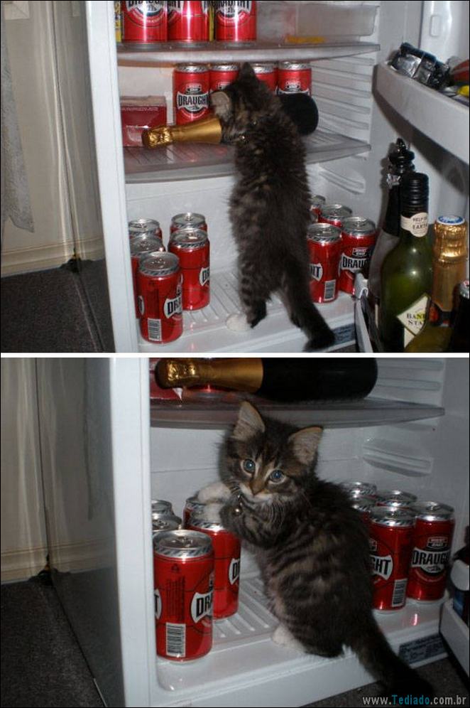 29 animais de estimação que foram pego no ato, mas eles não lamentam nada 29