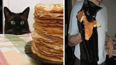 29 animais de estimação que foram pego no ato, mas eles não lamentam nada 16