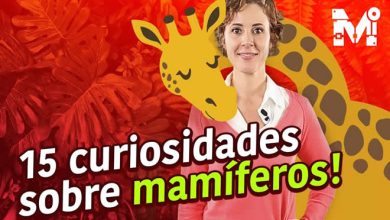 15 curiosidades sobre mamíferos 9
