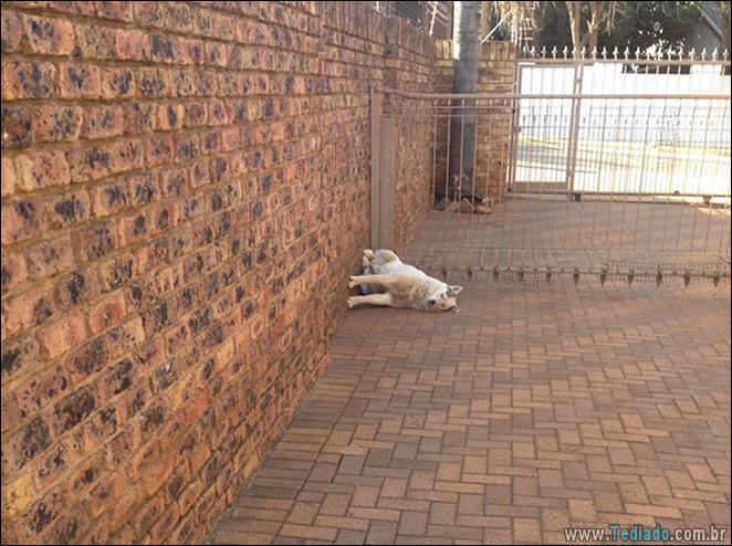24 fotos de cachorros em momentos muito diferente e estranho 2