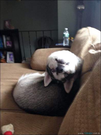 24 fotos de cachorros em momentos muito diferente e estranho 9