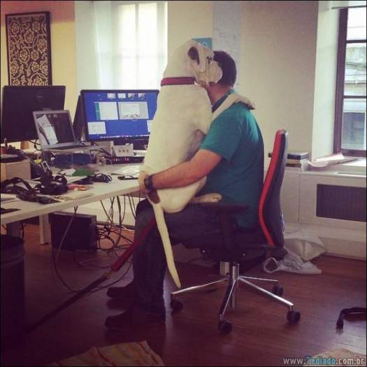 24 fotos de cachorros em momentos muito diferente e estranho 10