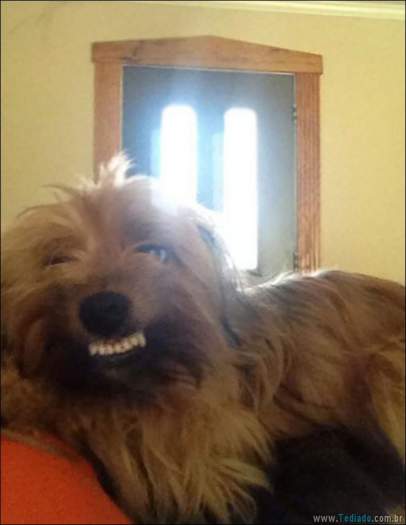 24 fotos de cachorros em momentos muito diferente e estranho 12