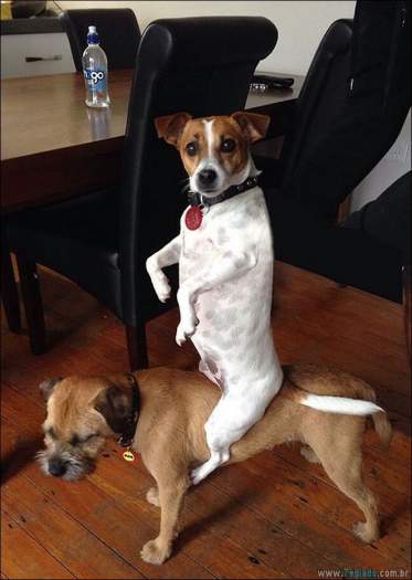 24 fotos de cachorros em momentos muito diferente e estranho 15