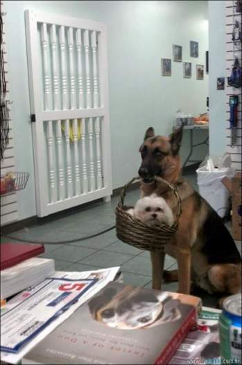 24 fotos de cachorros em momentos muito diferente e estranho 18