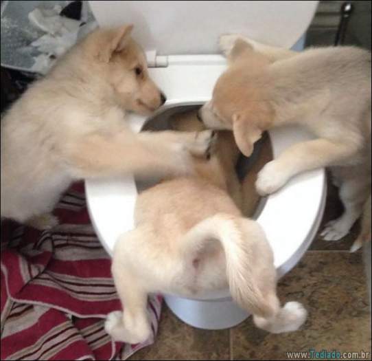 24 fotos de cachorros em momentos muito diferente e estranho 21