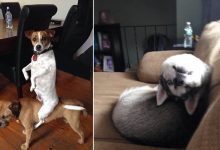 24 fotos de cachorros em momentos muito diferente e estranho 10