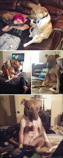 24 fotos de cachorros em momentos muito diferente e estranho 24