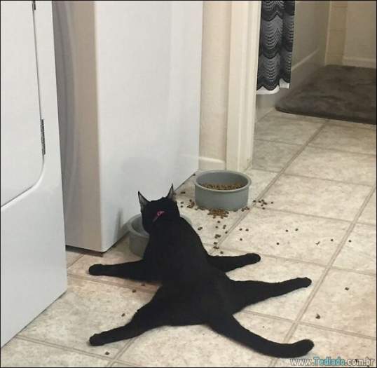 34 fotos de gatos em momentos muito diferente e estranho 1