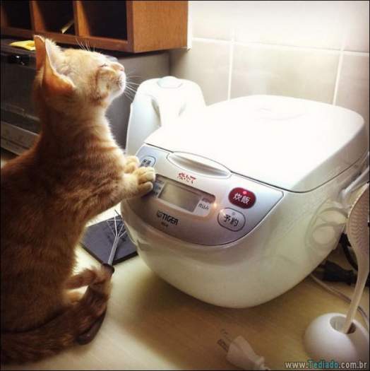 34 fotos de gatos em momentos muito diferente e estranho 8