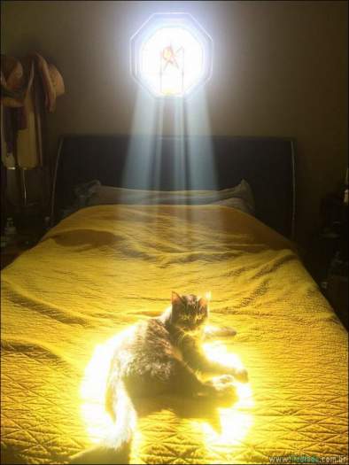 23 gatos que ama o sol mais do que qualquer coisa 1