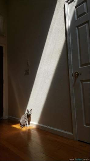 23 gatos que ama o sol mais do que qualquer coisa 9