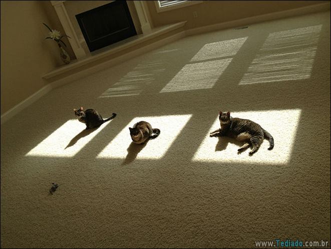 23 gatos que ama o sol mais do que qualquer coisa 13