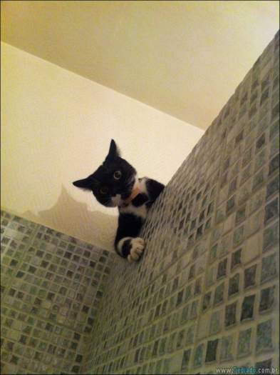 15 gatos e cães que não deixa seus seres humanos sozinhos 1