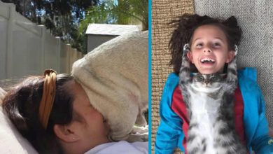 15 gatos e cães que não deixa seus seres humanos sozinhos 48