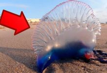 10 animais que é melhor evitar 14