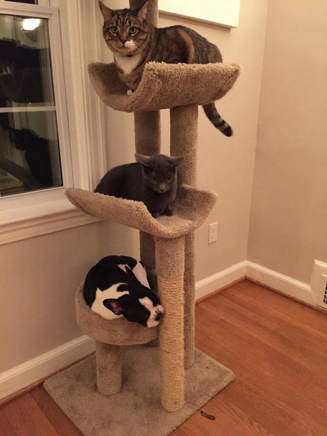 30 cachorros que pensam que são gatos 3